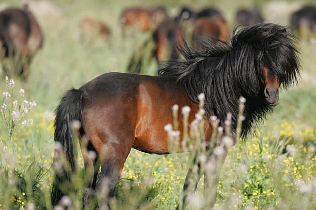 Giara Horse