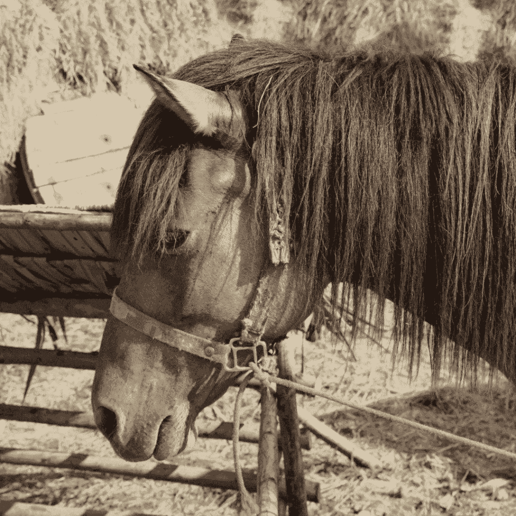 9 Steps to Refresh and Restore Your Horse's Hair After Winter