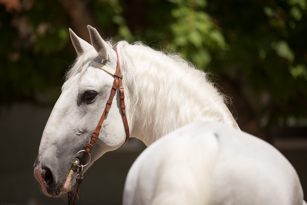 Kladruber Horse