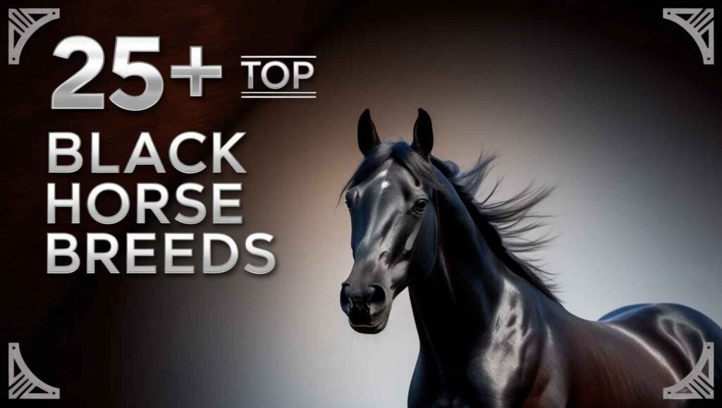 25+ Top Black Horse Breeds