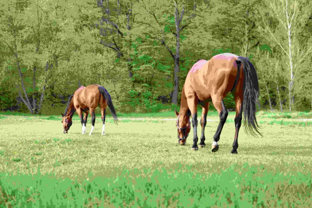 A Complete Guide to Horse Nutrition, Feeding, and Care