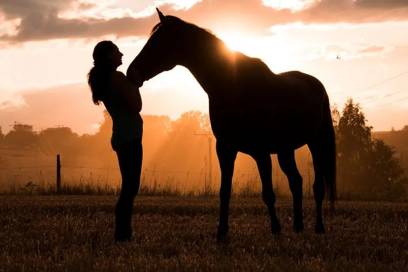 building trust to your horse