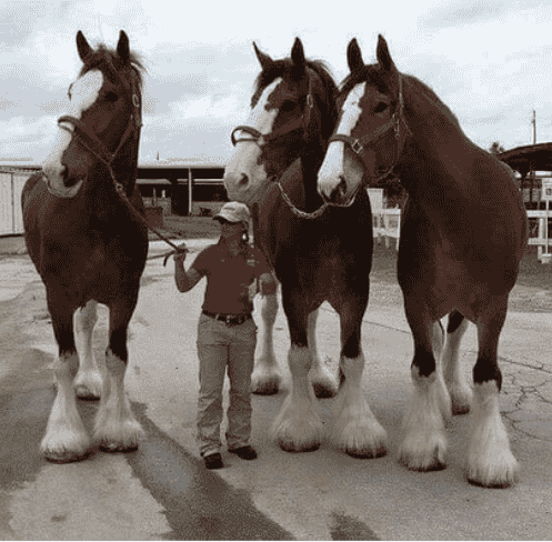 Horse Breeds: A Comprehensive Guide to Types and Characteristics