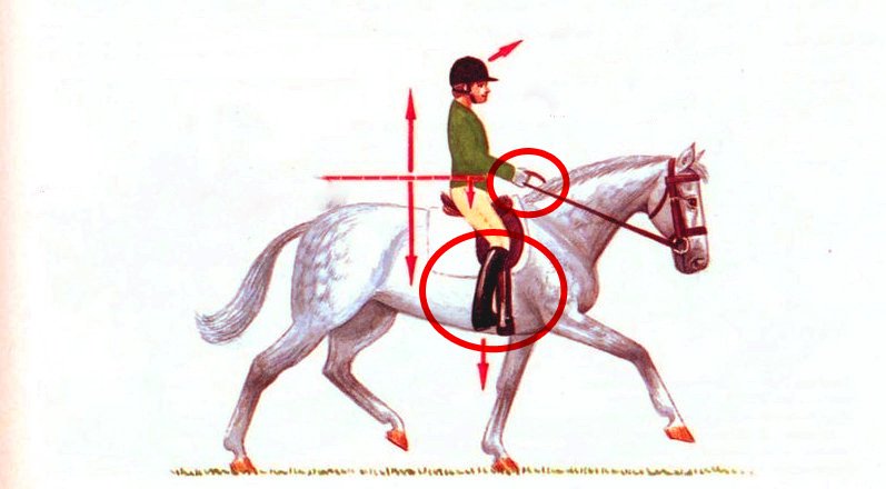 Step-by-Step Guide: How to Train Your Horse for Riding Success