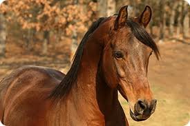 Horse Breeds: A Comprehensive Guide to Types and Characteristics