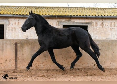 Menorquín Horse