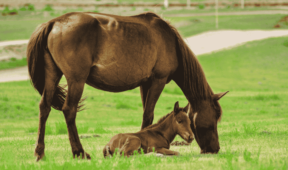 How Long Do Horses Live?