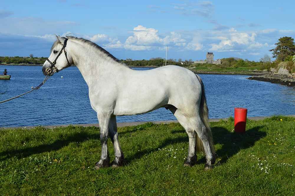 Connemara Pony