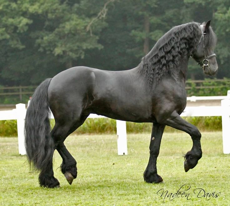 Friesian