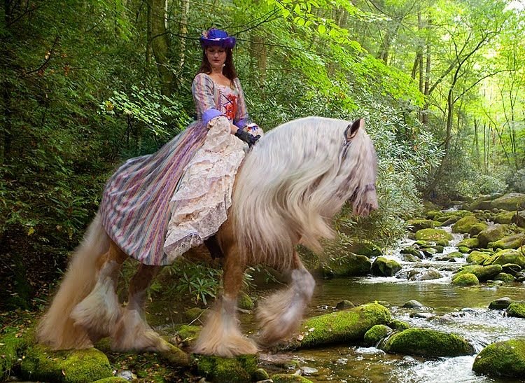 Gypsy Vanner