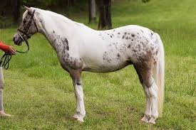 Pony of the Americas (POA):