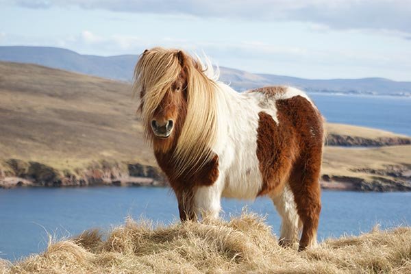 Shetland Pony