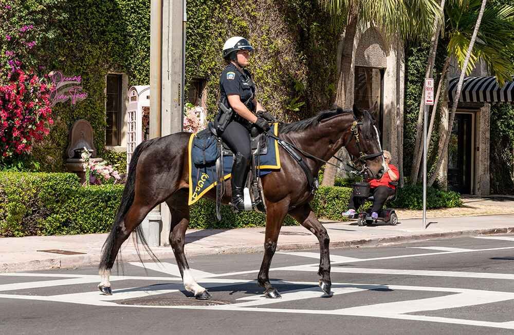Thoroughbred