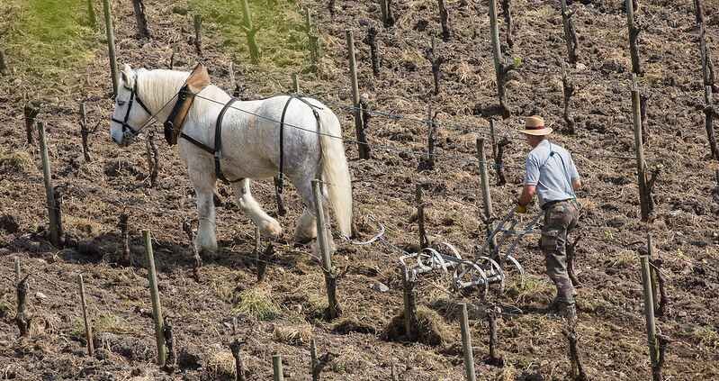 Using horses contributes positively to soil health