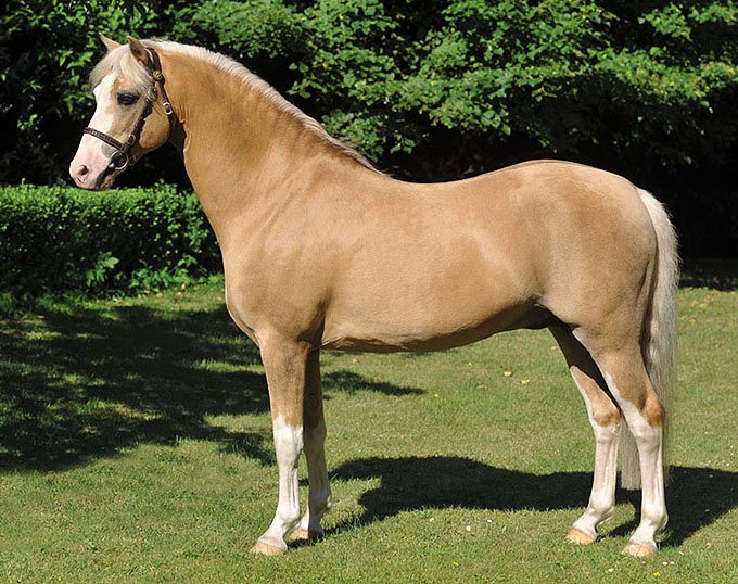 Welsh Pony
