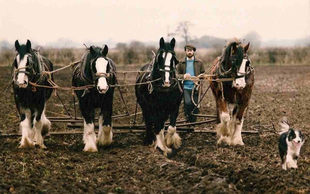 horses in farming can significantly reduce carbon footprints