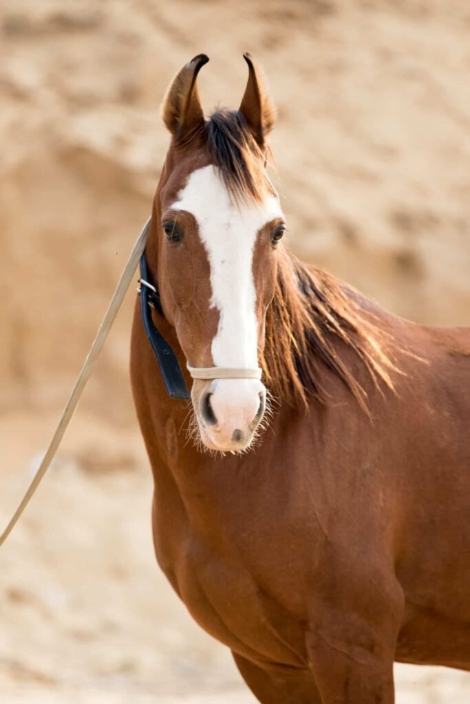 2. Marwari: The Curved-Eared Wonder