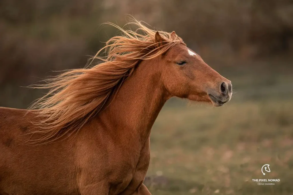 Caspian Horse
