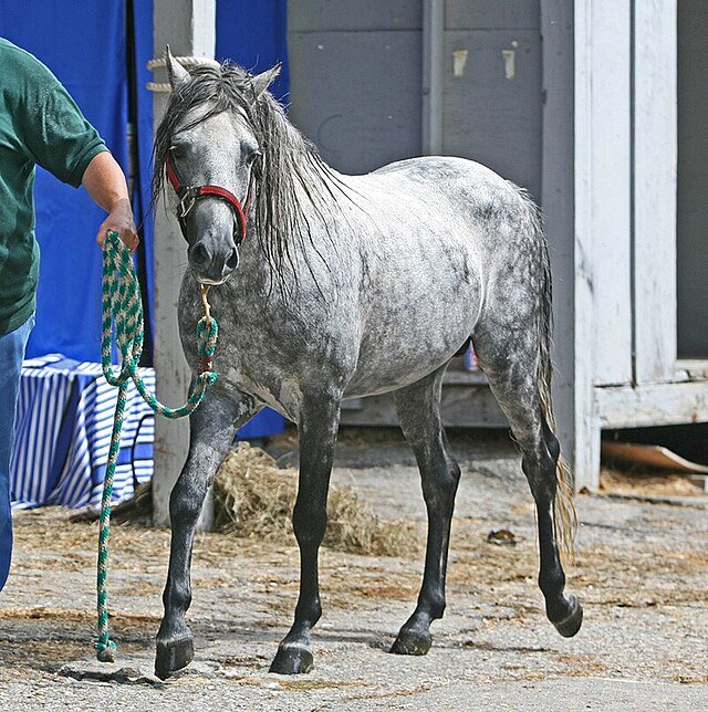 What Makes Caspian Horses Unique?